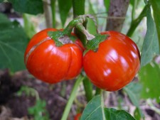 Äthiopische Aubergine "Rosso di Napoli" viele runde rote Früchte - ökolog. Anbau