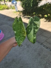 Syngonium Chiapense Variegata Panaschiert Albo Zimmerpflanze