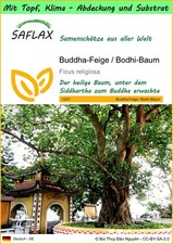 SAFLAX - Garden to go - Buddha-Feige / Bodhi-Baum - 100 Samen