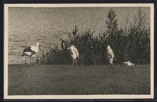 Weißstorch und Graureiher am