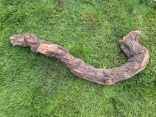 116 cm XL Treibholz