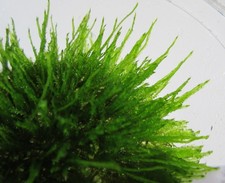 In-Vitro Vesicularia montagnei christmas - Moos Aquarienpflanze Wasserpflanze