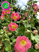 STOCKROSE ALCEA ROSEA ? 30+Samen ? orientalische Stockmalve Bauerngarten