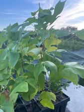 10 Stück Amerikanischer Tulpenbaum mit Topfballen SPROSSHÖHE 30-50 cm