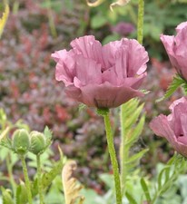 Türkischer Mohn Patty's Plum