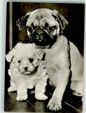 39893209 - Mops + Malteser Welpe Kleiner Hund