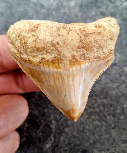 Indo megalodon zahn tooth - megalodon,