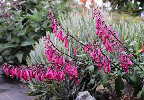 Phygelius capensis