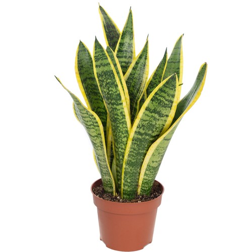 Bogenhanf sansevieria - bogenhanf,