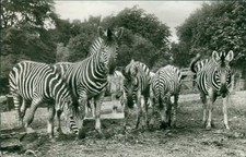Ansichtskarte Hamburg Carl Hagenbeck Tierpark Stellingen Zebras (Nr.9807)