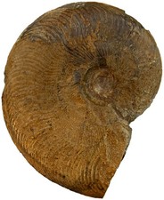 Lias  Cleviceras elegans