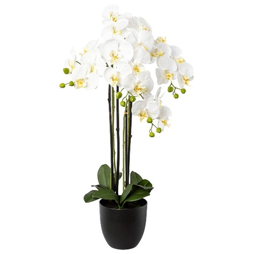 Schmetterlingsorchidee - ,