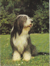 BEARDED COLLIE   Postkarte  *   Postcard  #  9