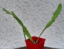 sehr schöner ca. 25 cm großer Epiphyllum Blattkaktus mit 2-3 Trieben, ROTE Blüte
