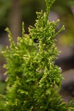 Thuja plicata 'Aurescens'