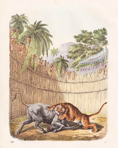 Büffel buffalo tiger kampf - büffel,