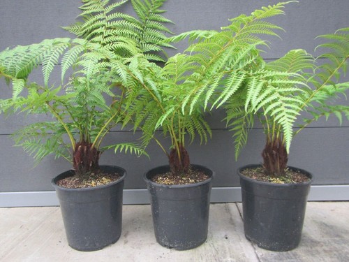 Dicksonia antarctica - ,