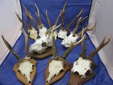 Konvolut alter Reh Geweihe ~