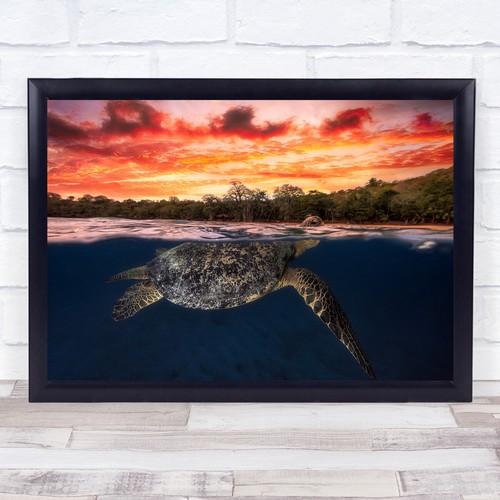 Schildkröte chelonia mydas - chelonia,