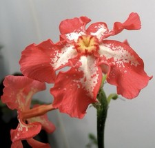 Pachypodium baronii 3 Samen