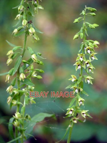 Foto dune helleborine - dune,
