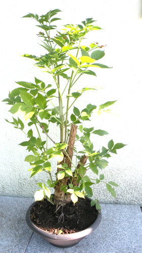 Bonsai outdoor holunder - bonsai,
