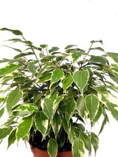 Birkenfeige - Pflegeleichte Grünpflanze mit zweifarbigen Blättern