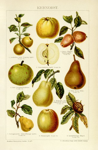 Kernobst birne apfel mispel - kernobst,