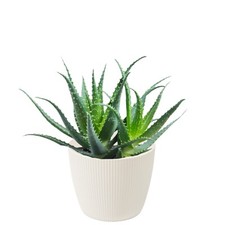 Blumentopf Übertopf Rund