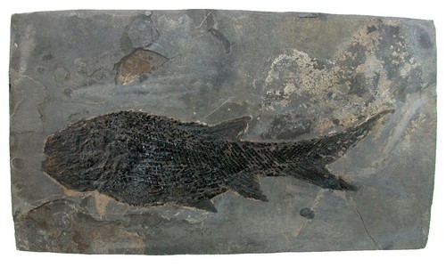 Perm paramblypterus gelberti - paramblypterus,