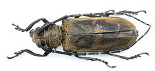 Cerambycidae, Apriona germari