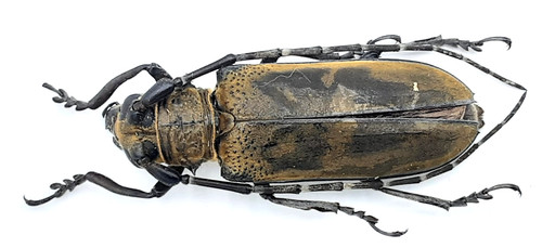 Cerambycidae apriona germari - apriona,