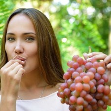 2 jährige Weinrebe Weintraube Tafeltraube Frühreifende "Zorenka"