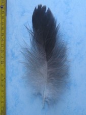 Adlerfeder   Seeadlerfeder