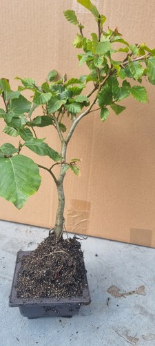 Bonsai buchenbaum fagus - ,