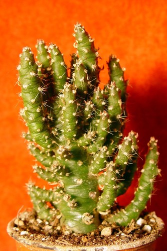 Cylindropuntia subulata cm - cylindropuntia,