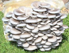 BIO Austernpilz, Pilze selber züchten, einfache Pilzzucht, Zuchtkultur