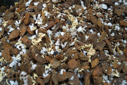 100 liter orchideensubstrat - liter,