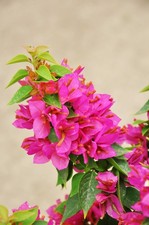 Bougainvillea Mini Thai rosa