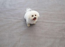 Isabella Flint Zeltteppich