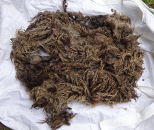 1,5 kg  Schur-Wolle, dunkle Wolle, vom langhaarigen Schaf mit Locken, Schurwolle