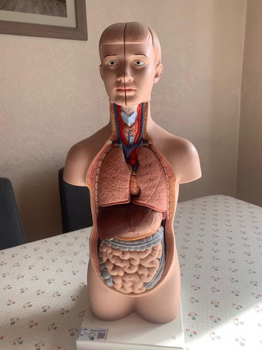 Torso für medizinische