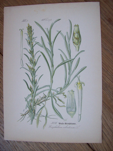 Antike chromo lithographie - antike, chromo-lithographie