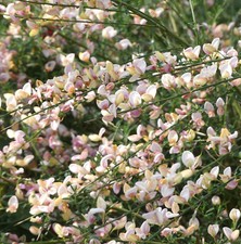 Ginster cytisus scoparius - cytisus,