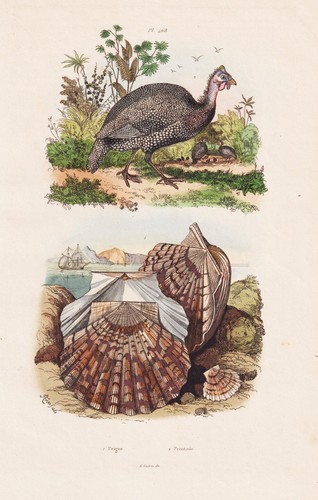 Jakobsmuschel muscheln shells - muscheln,