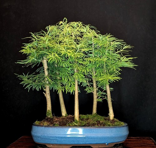 Bonsai goldlärche pseudolarix - bonsai,