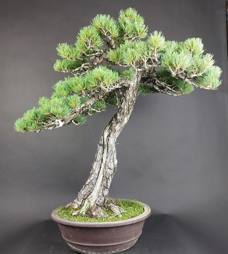 Bonsai mädchenkiefer pinus - -,