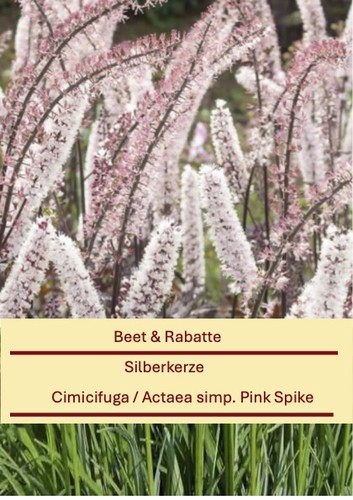 Cimicifuga actaea pink spike - cimicifuga-actaea,