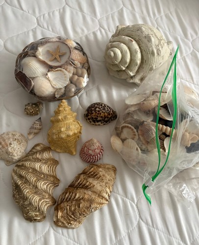 Deko muscheln muschel aquarium - deko,