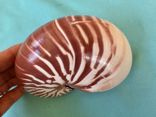 Schöne meeresmuschel nautilus - schöne,
